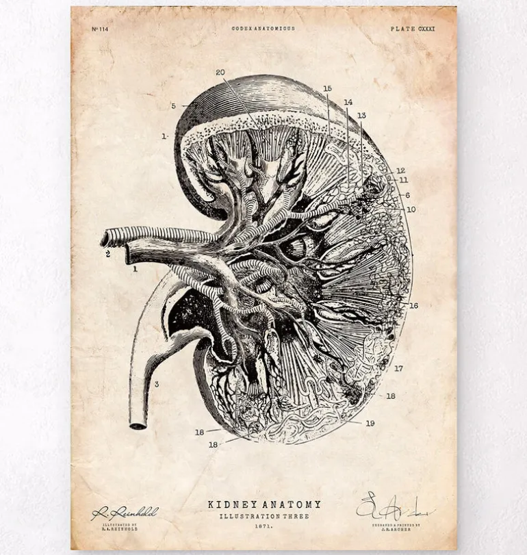 Anatomie du rein III