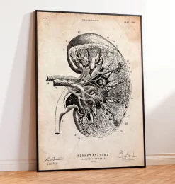 Anatomie du rein III