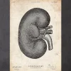 Anatomie du rein IV