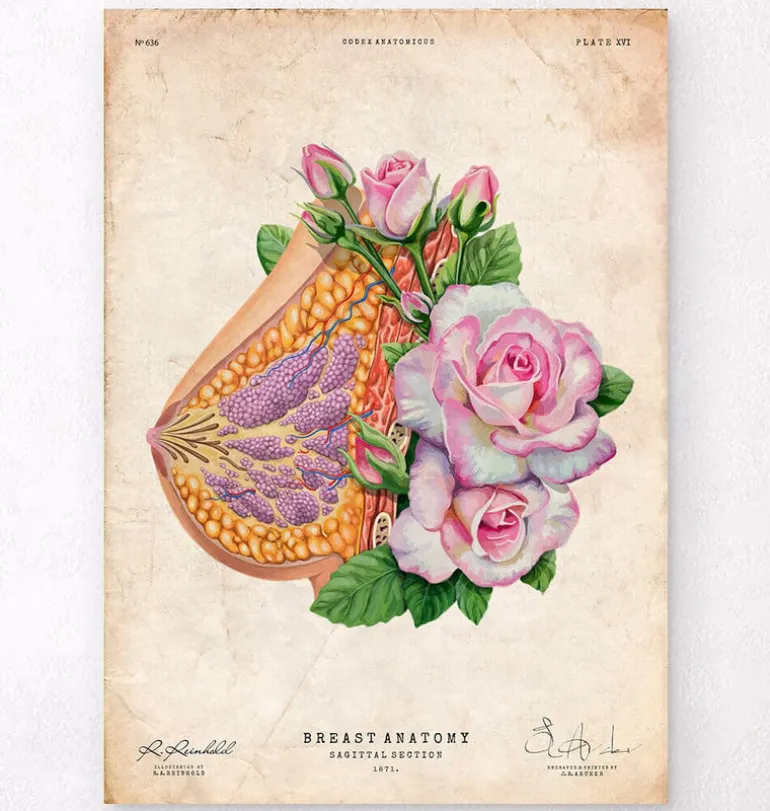 Anatomie du sein - Floral - Vieux papier
