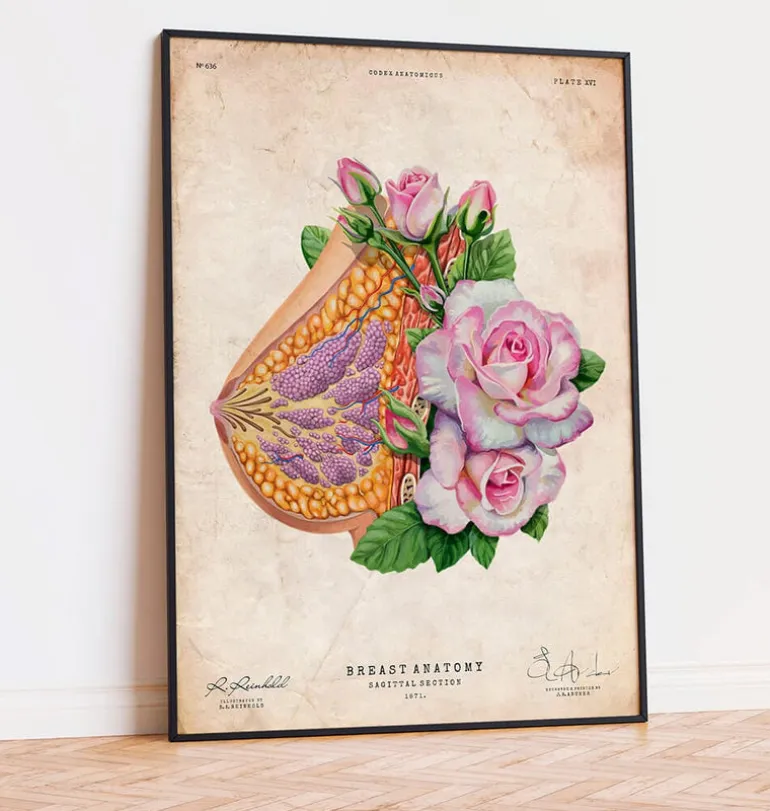 Anatomie du sein - Floral - Vieux papier