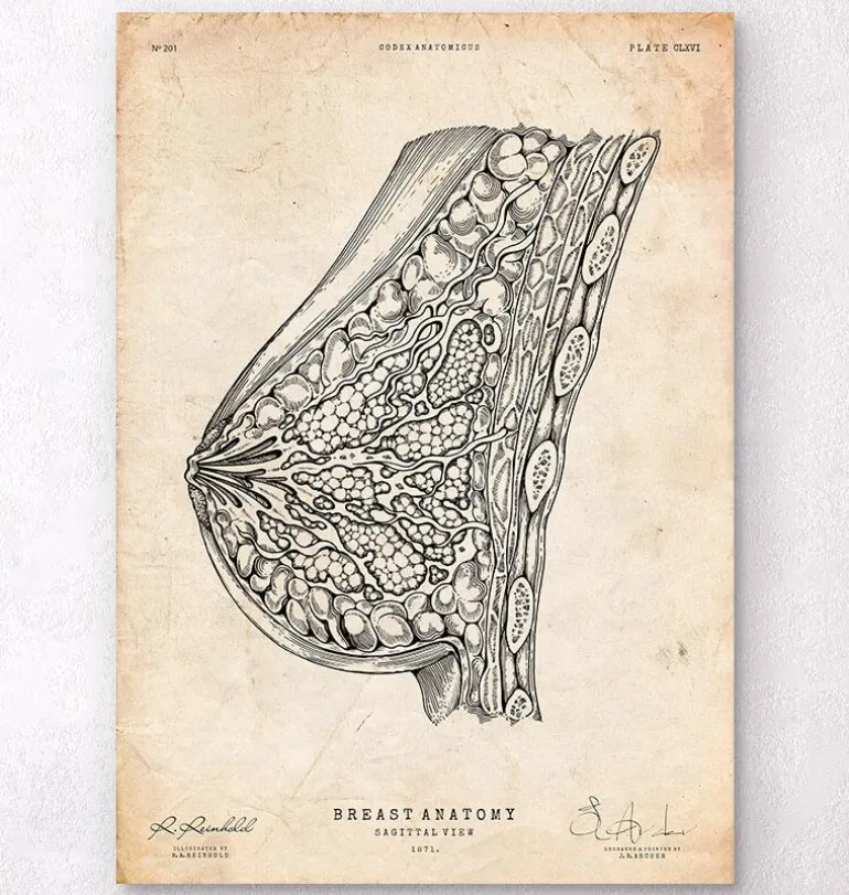 Anatomie du sein I