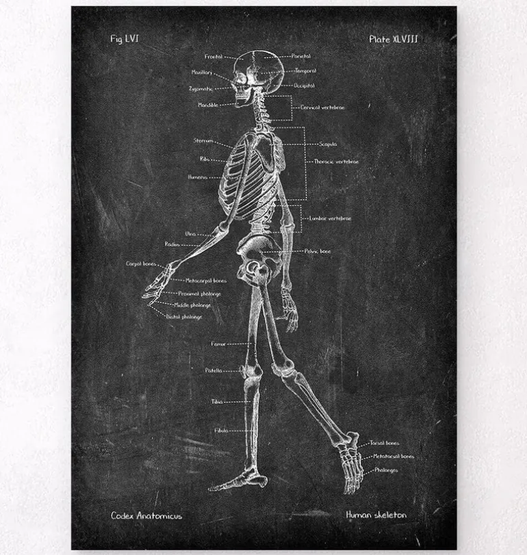 Anatomie du squelette - Chalkboard