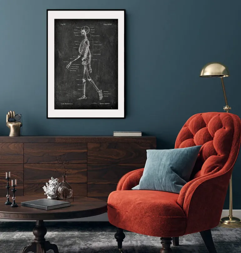 Anatomie du squelette - Chalkboard