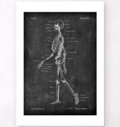 Anatomie du squelette - Chalkboard