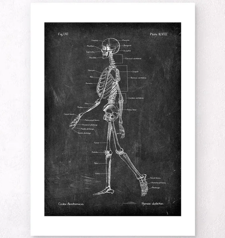 Anatomie du squelette - Chalkboard