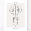 Anatomie du système urinaire - Line Art