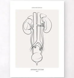 Anatomie du système urinaire - Line Art