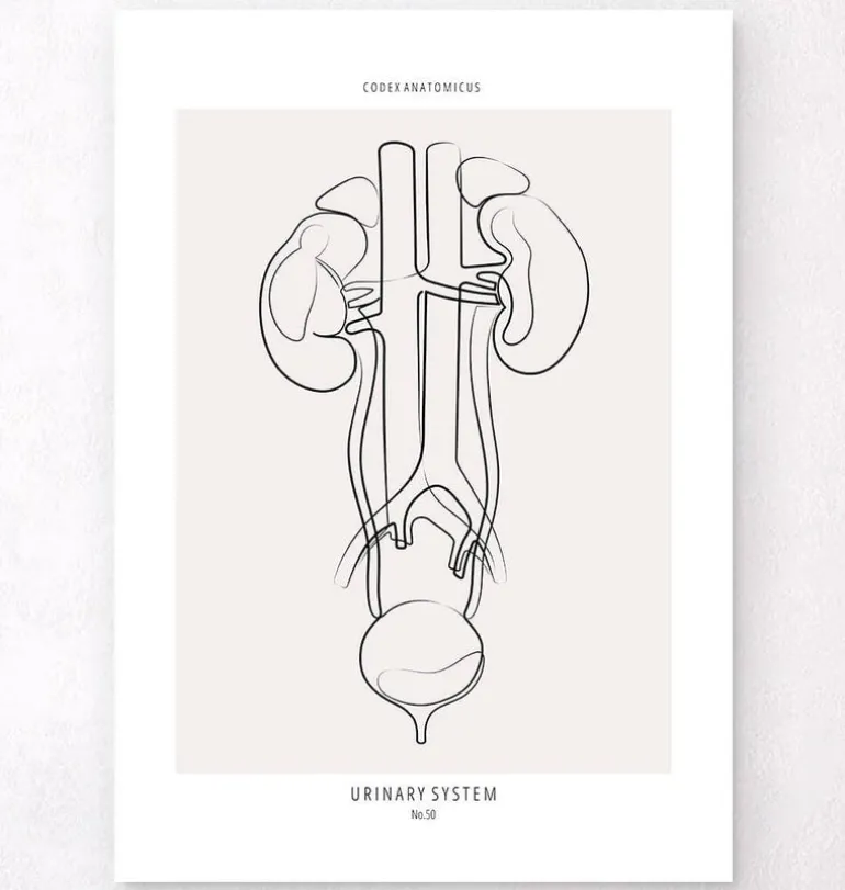 Anatomie du système urinaire - Line Art