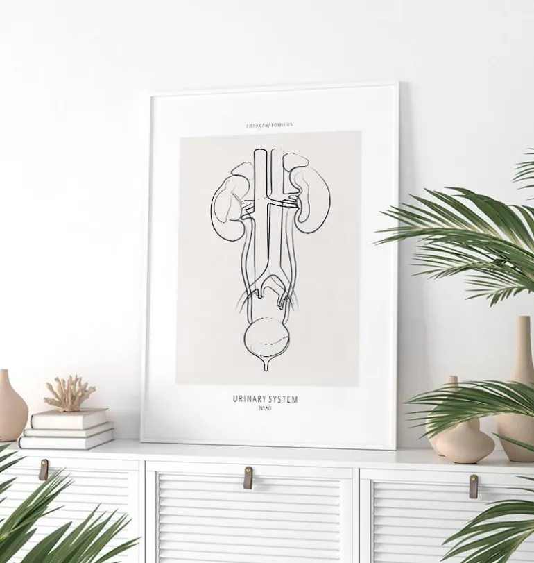 Anatomie du système urinaire - Line Art