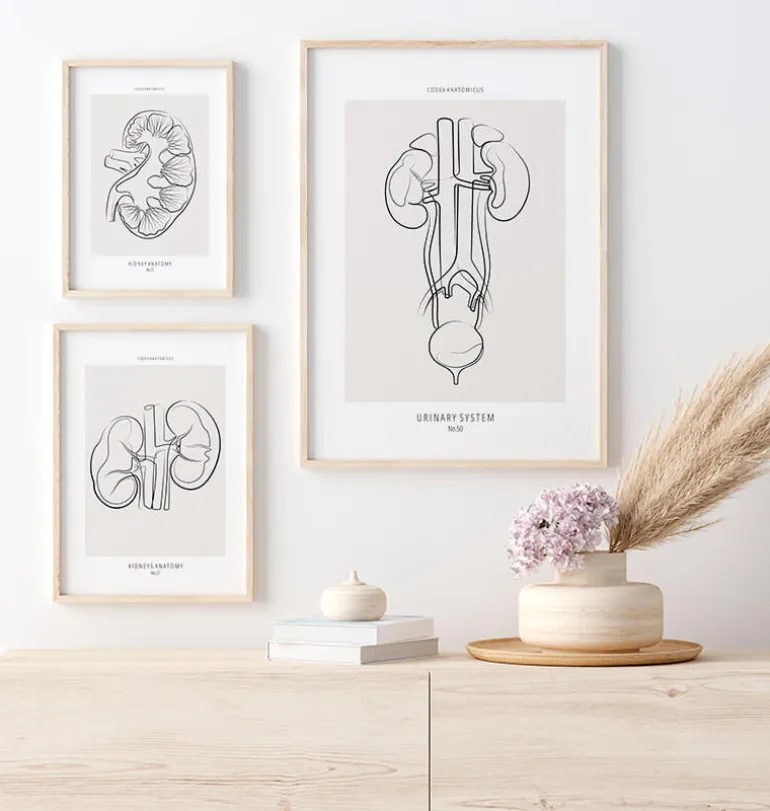 Anatomie du système urinaire - Line Art