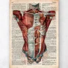Anatomie du torse humain - Dictionnaire