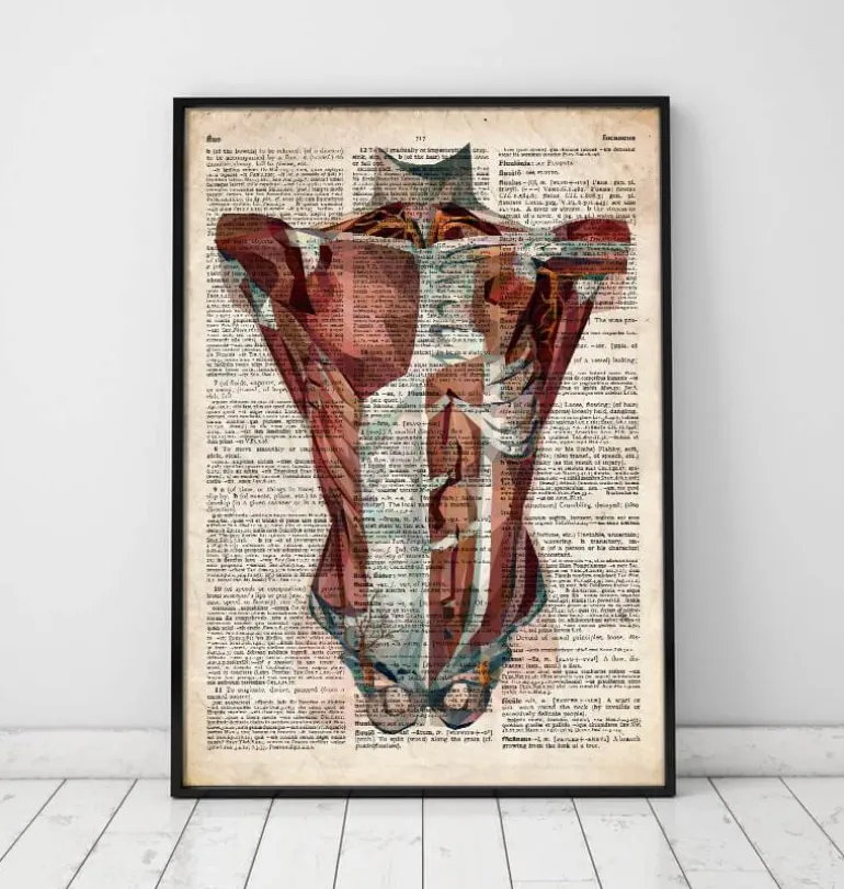 Anatomie du torse humain - Dictionnaire