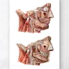 Anatomie du visage géométrique III