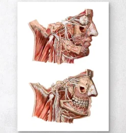 Anatomie du visage géométrique III