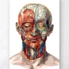 Anatomie du visage géométrique II
