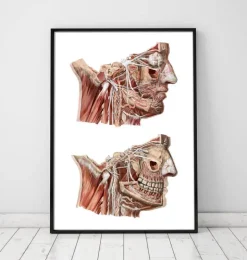 Anatomie du visage géométrique III