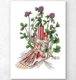 Anatomie florale du pied