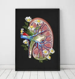 Anatomie florale du rein - Noir