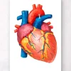 Anatomie géométrique cardiaque II