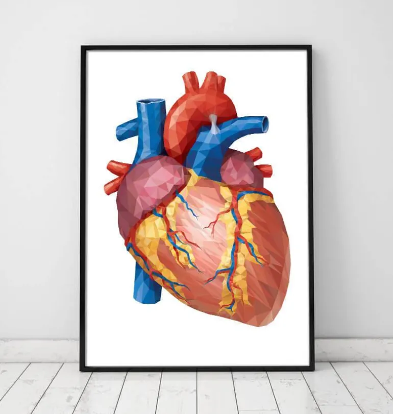 Anatomie géométrique cardiaque II