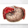 Anatomie géométrique de l'estomac