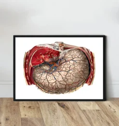 Anatomie géométrique de l'estomac
