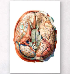 Anatomie géométrique du cerveau II