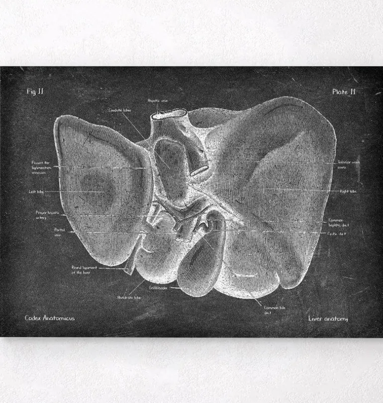 Anatomie hépatique - Chalkboard