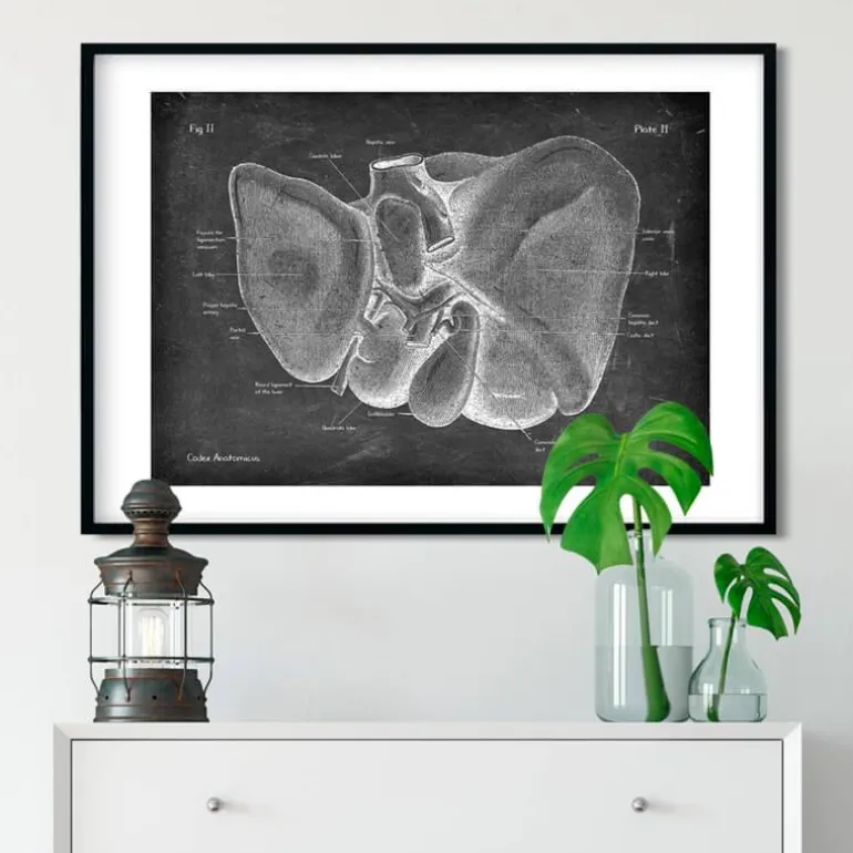 Anatomie hépatique - Chalkboard