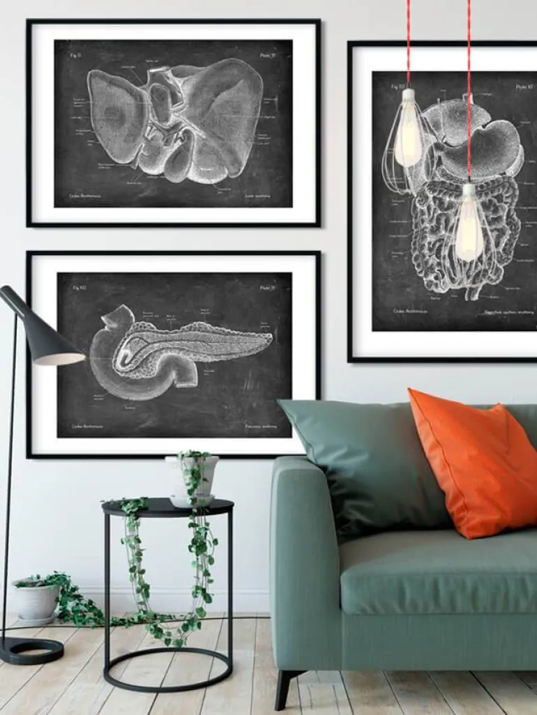 Anatomie hépatique - Chalkboard