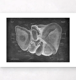 Anatomie hépatique - Chalkboard