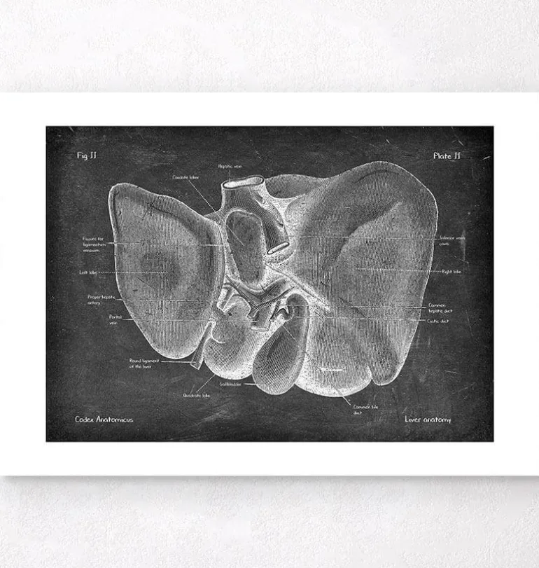 Anatomie hépatique - Chalkboard