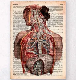 Anatomie humaine - Dictionnaire