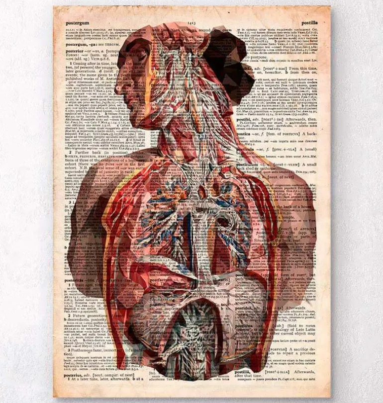 Anatomie humaine - Dictionnaire