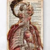 Anatomie humaine géométrique II - Ancien dictionnaire