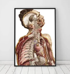 Anatomie humaine géométrique II