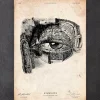 Anatomie oculaire