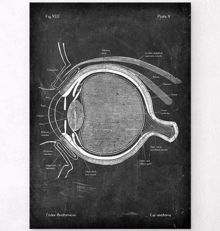 Anatomie oculaire - Chalkboard