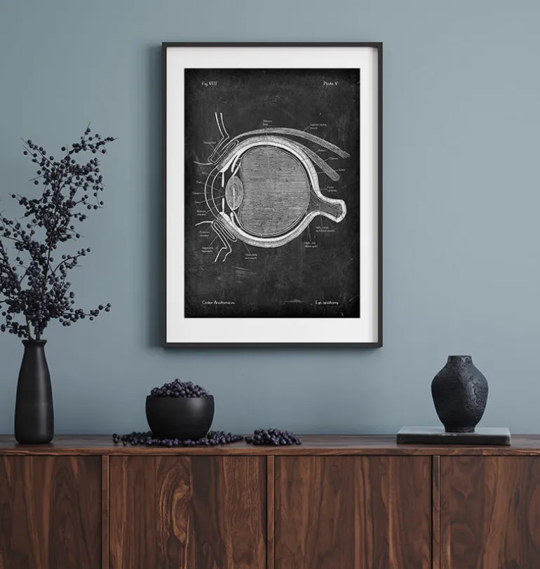 Anatomie oculaire - Chalkboard