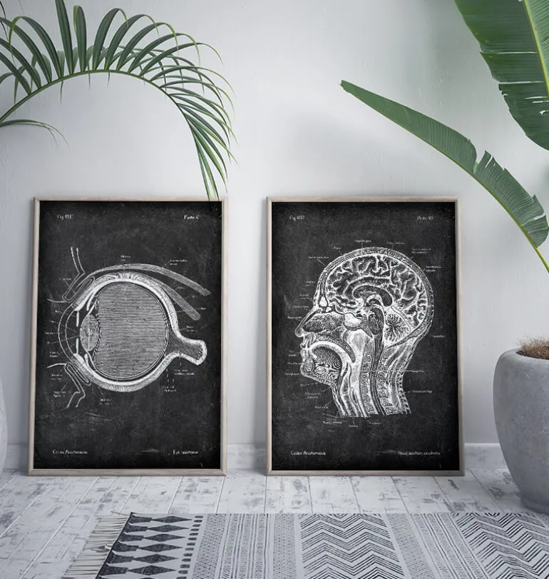 Anatomie oculaire - Chalkboard