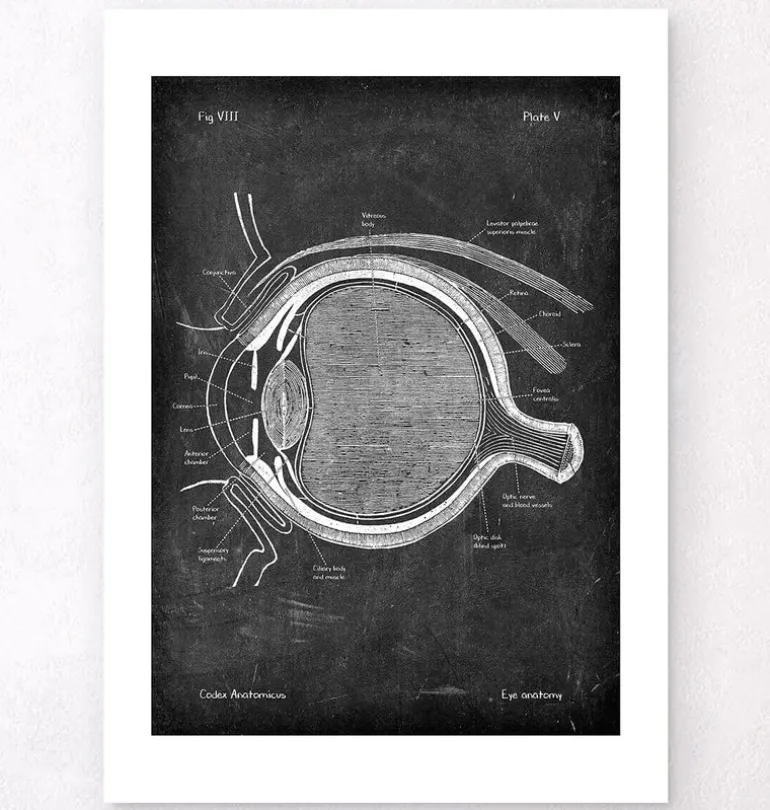 Anatomie oculaire - Chalkboard