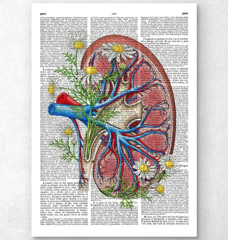 Anatomie rénale florale - Page du dictionnaire