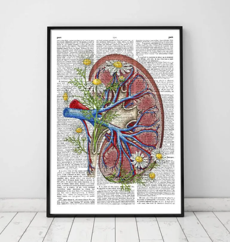 Anatomie rénale florale - Page du dictionnaire