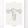 Anatomie utérine - Line Art