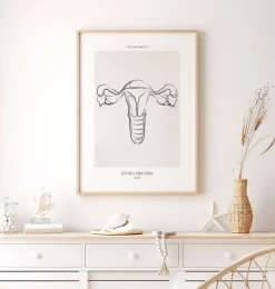 Anatomie utérine - Line Art
