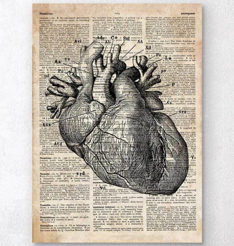 Art d'anatomie cardiaque - Ancien dictionnaire