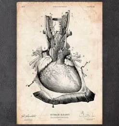 Art d'anatomie cardiaque III