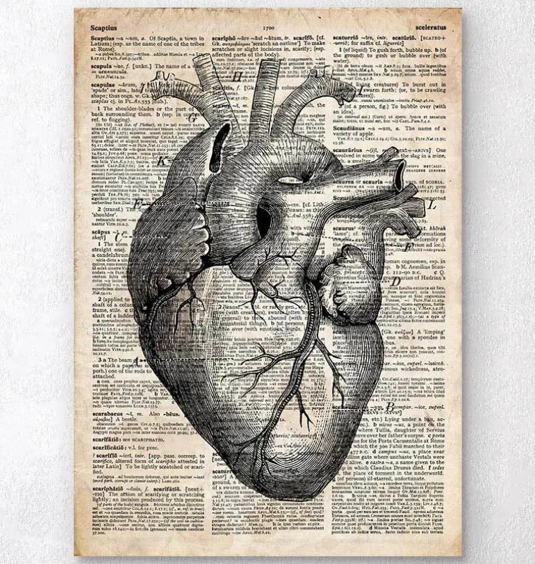 Art d'anatomie cardiaque II - Ancien dictionnaire