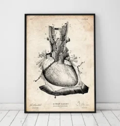 Art d'anatomie cardiaque III